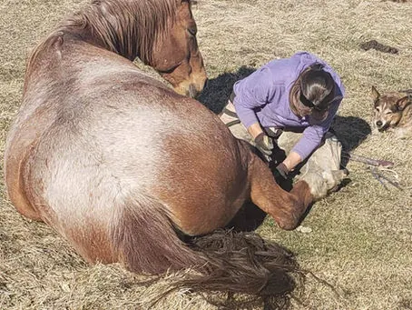 May is the new April....isn't it?  Lets talk about horse feet!